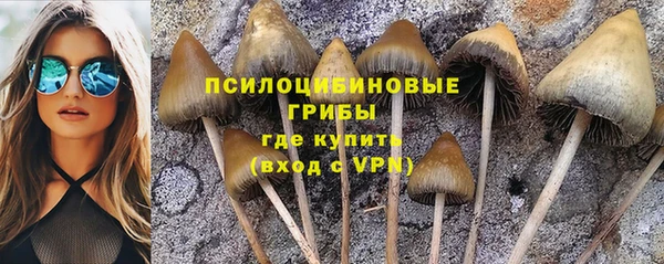 прущие грибы Верея